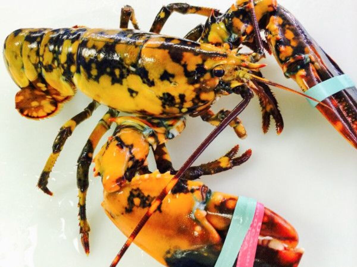 BEST LOBSTER PRICES ON CAPE COD